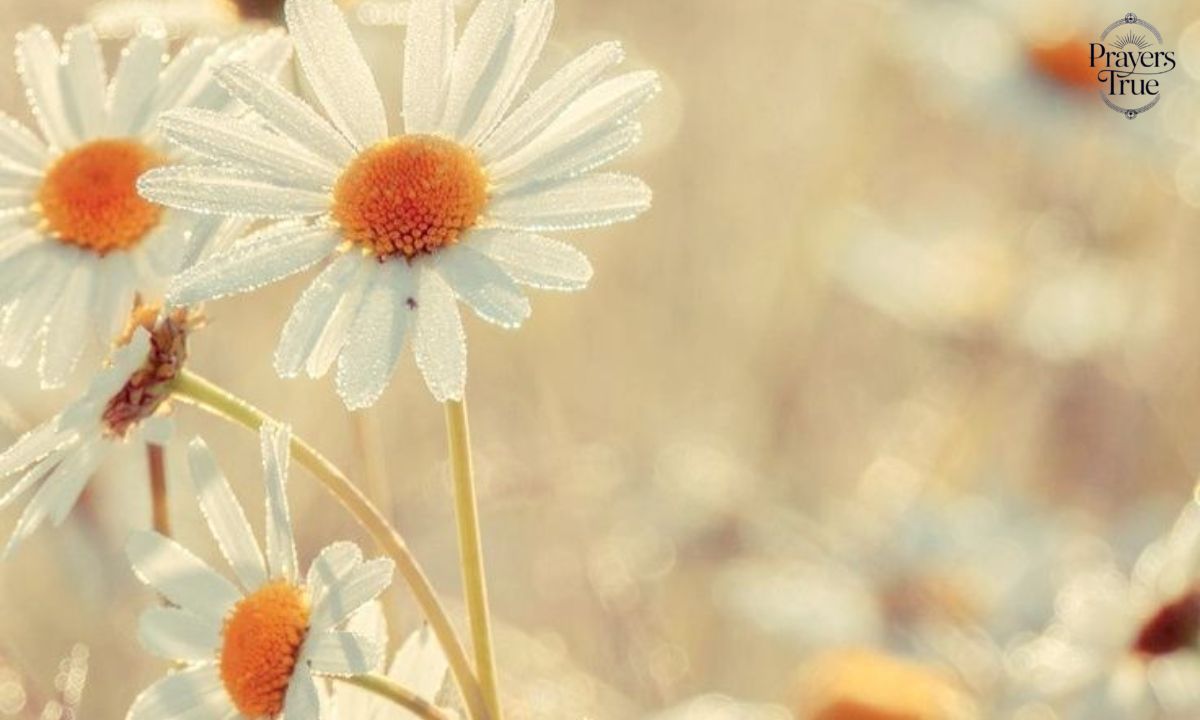 55 Powerful Sending Prayers Quotes to Uplift, Heal, and Comfort